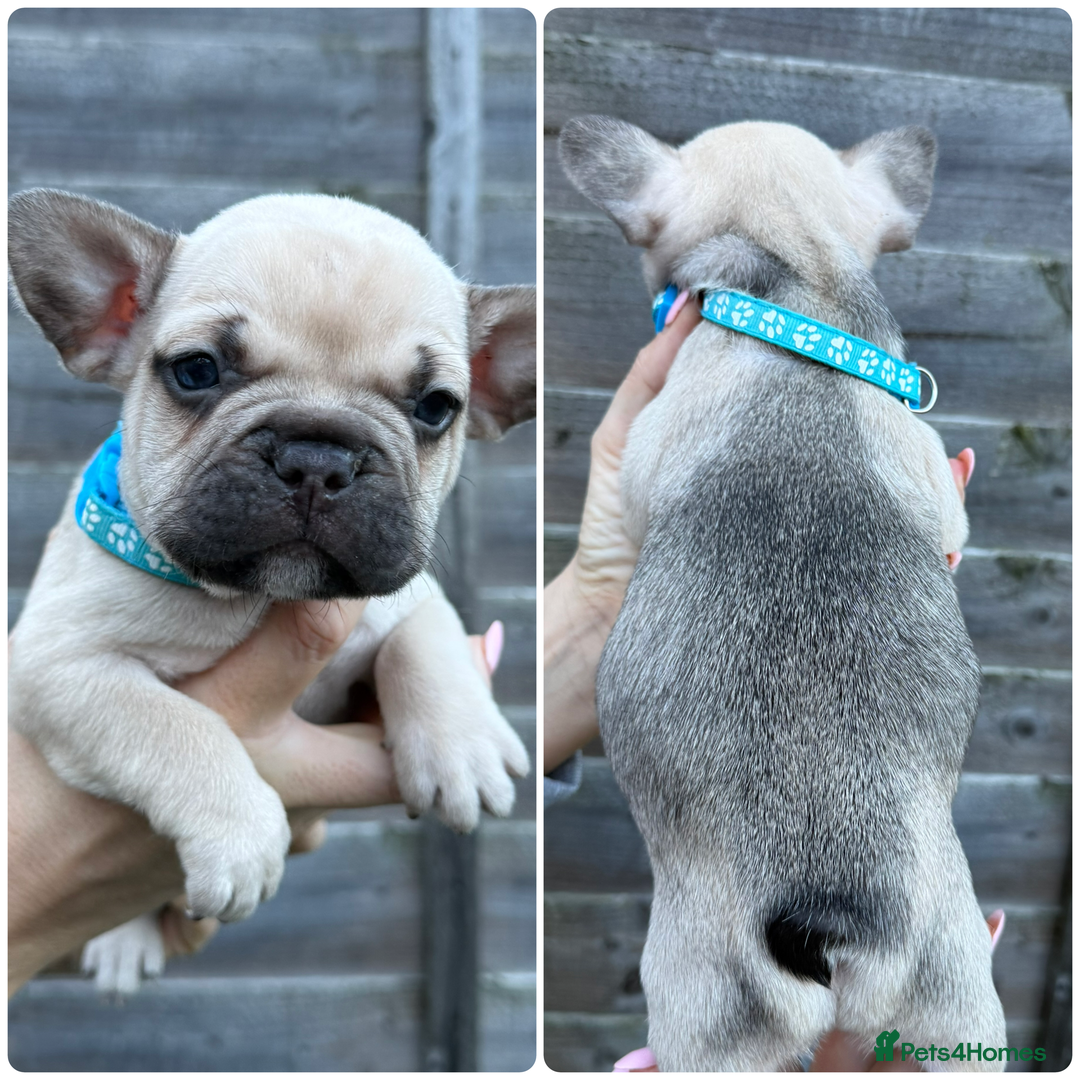 French Bulldog dogs for sale: 10 stunning coloured French bulldogs🐾 - Advert 5