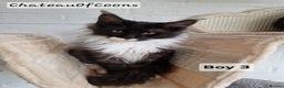 Maine Coon cats for sale: Stunning Black Smoke Registred Maine Coon Kittens - Advert 6