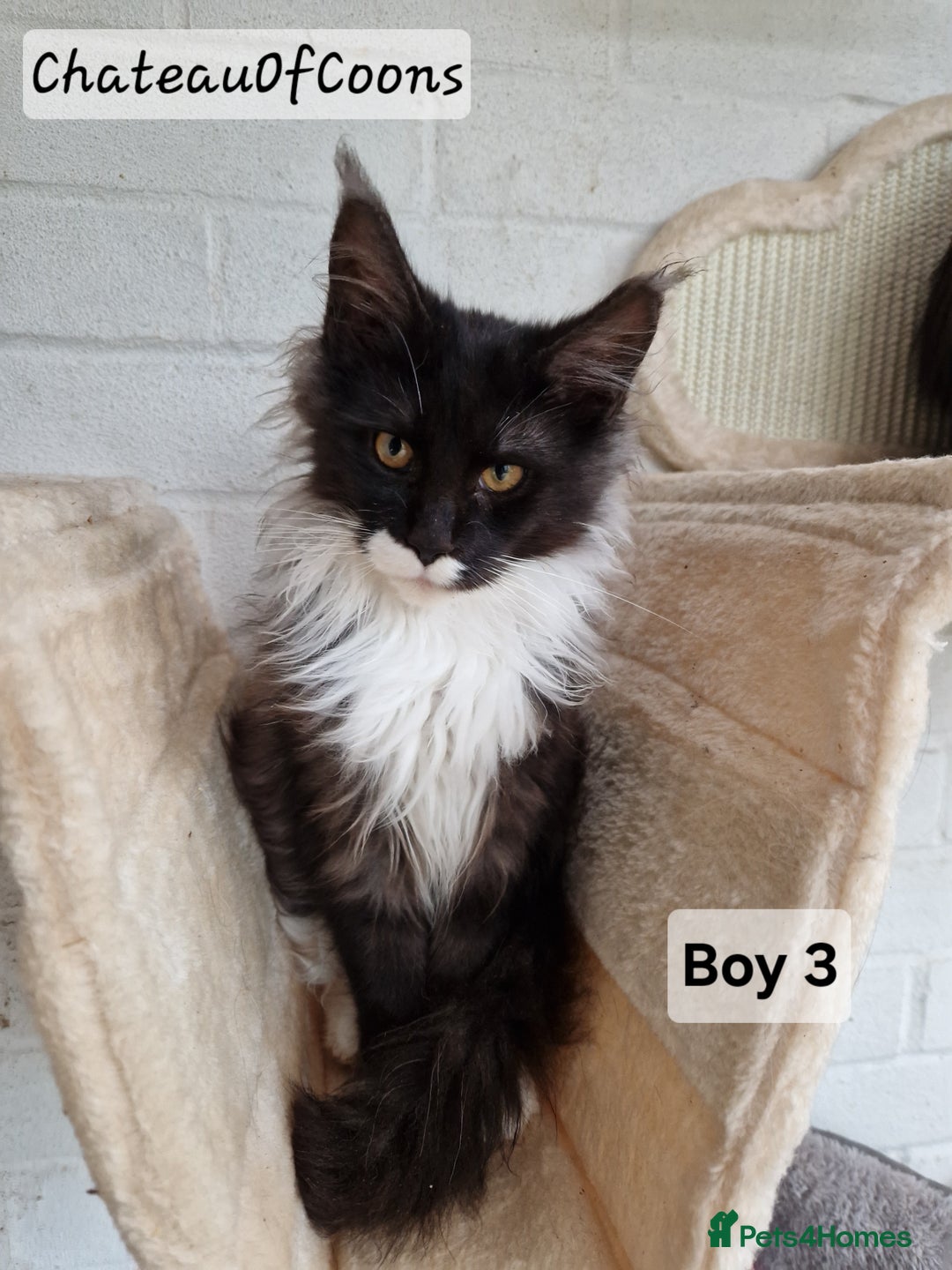 Maine Coon cats for sale: Stunning Black Smoke Registred Maine Coon Kittens - Advert 6
