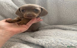 Dachshund dogs for sale: Beautiful mini dashound - Image 1