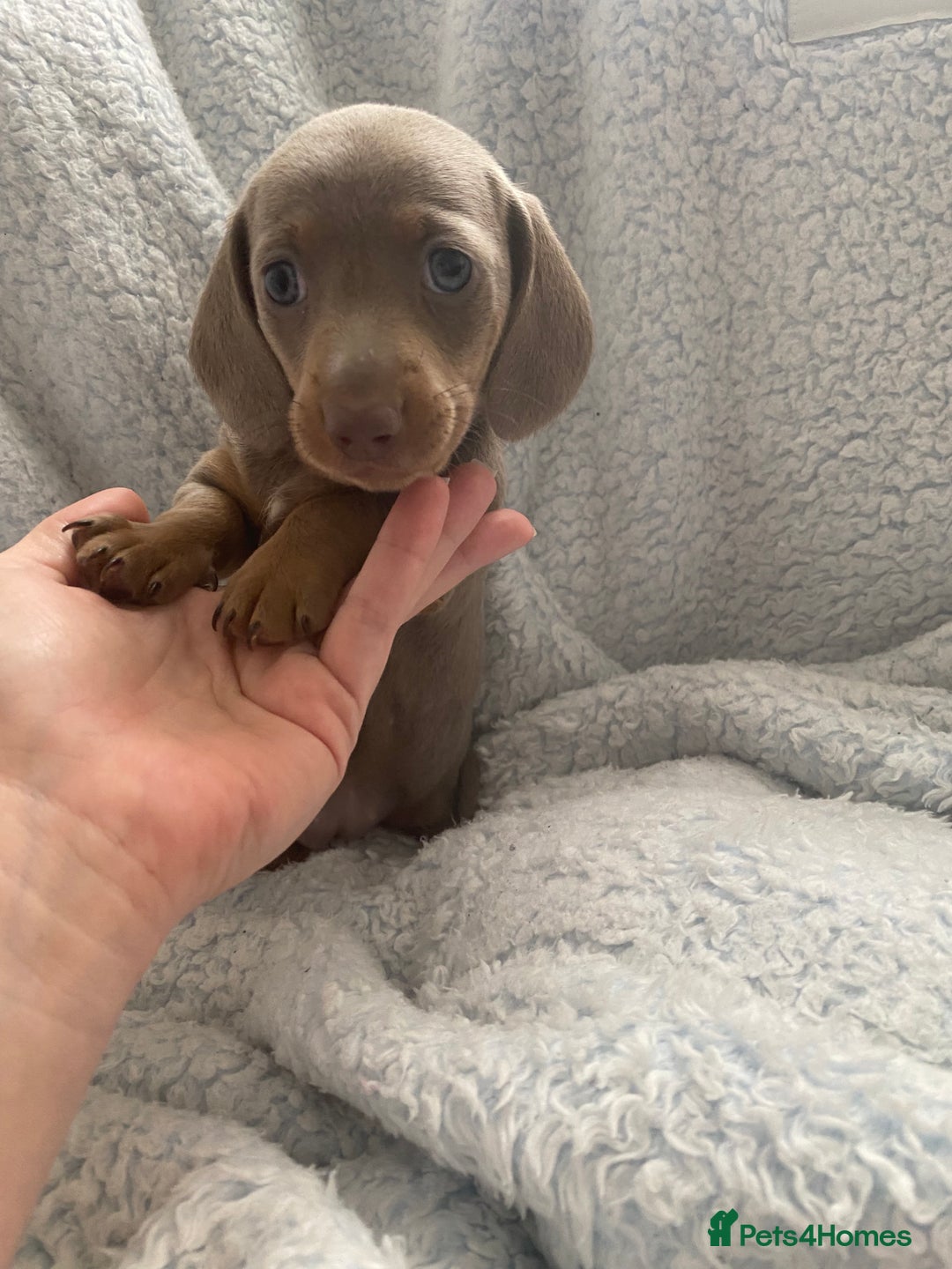 Dachshund dogs for sale: Beautiful mini dashound - Image 1