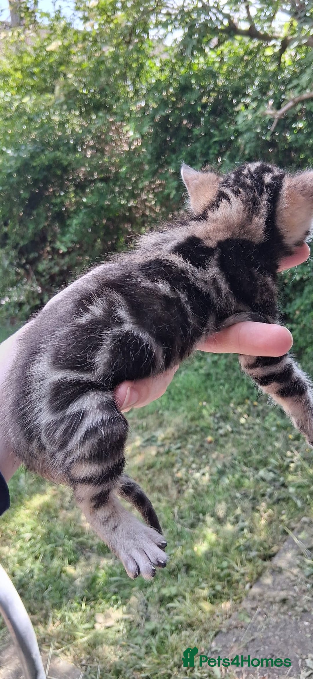 Bengal cats for sale: TICA Brown and Silver Bengal Kittens - Image 5