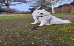 Samoyed dogs for stud: *KC*Beautiful Samoyed For Stud {PROVEN} in Walsall - Image 4