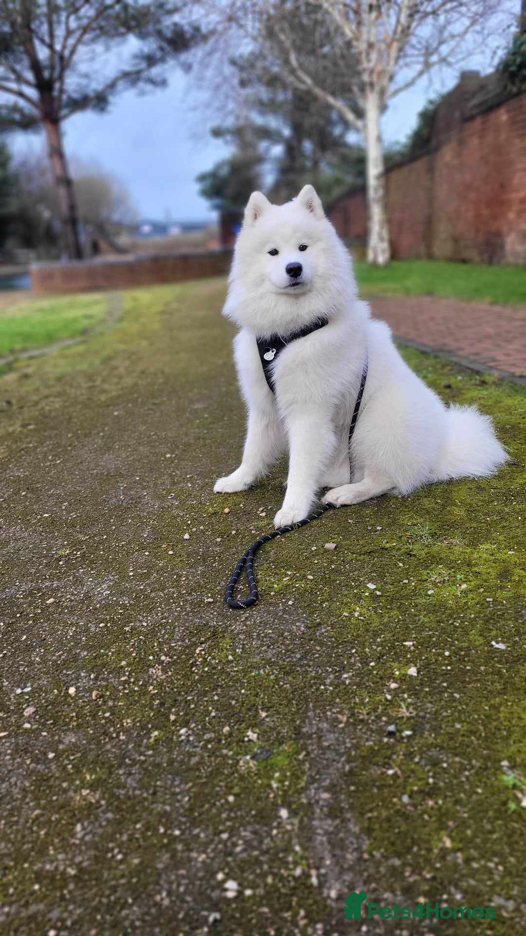 Samoyed dogs for stud: *KC*Beautiful Samoyed For Stud {PROVEN} in Walsall - Image 4