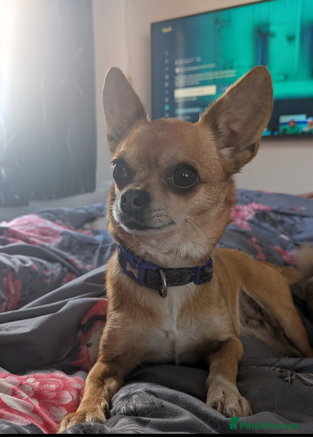 Chihuahua dogs for sale: 5 year old Chihuahua female  - Advert 3