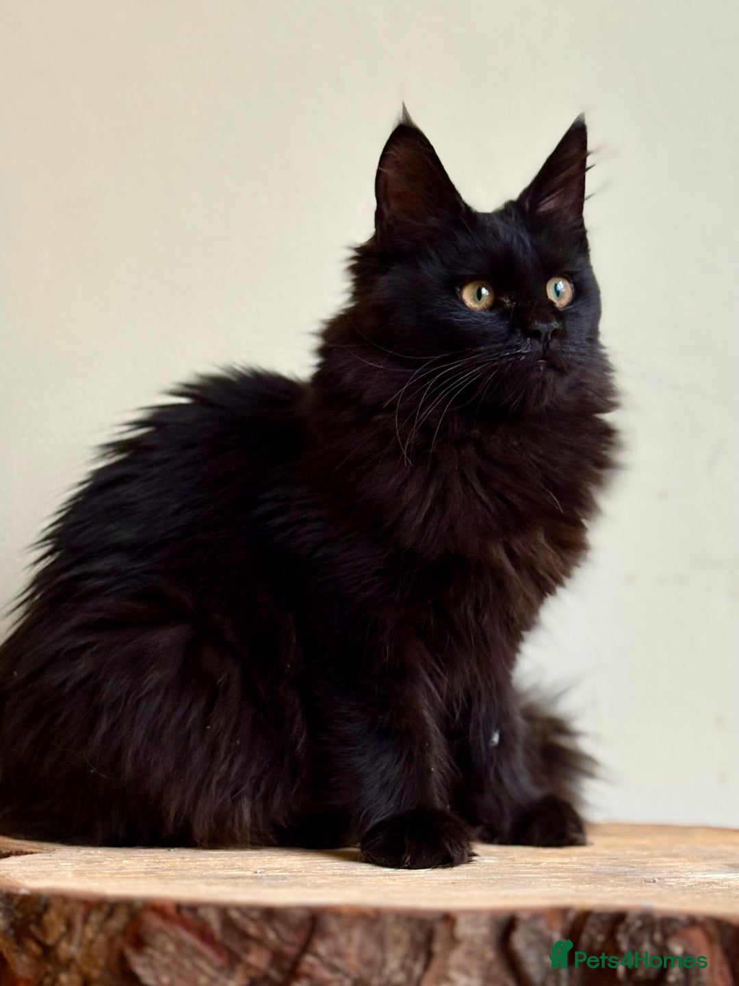 Maine Coon cats for sale: Beautiful pure bread maine coon kittens  - Image 26