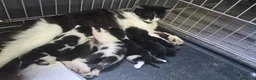 Mixed Breed cats for sale: 5 beautiful kittens  - Advert 1