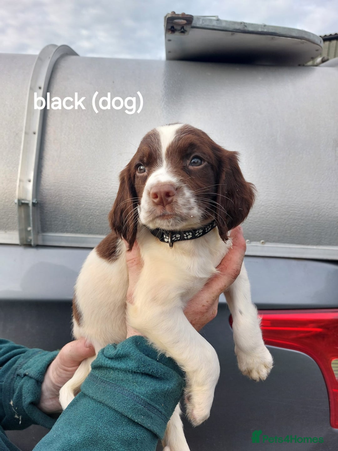 English Springer Spaniel dogs for sale: Springer spaniel pups  - Image 8