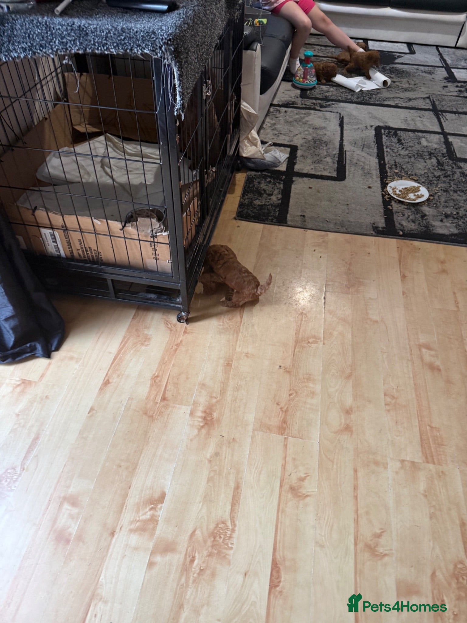 Miniature Poodle dogs Deep red kc reg miniture poodle puppy’s  - Advert 2