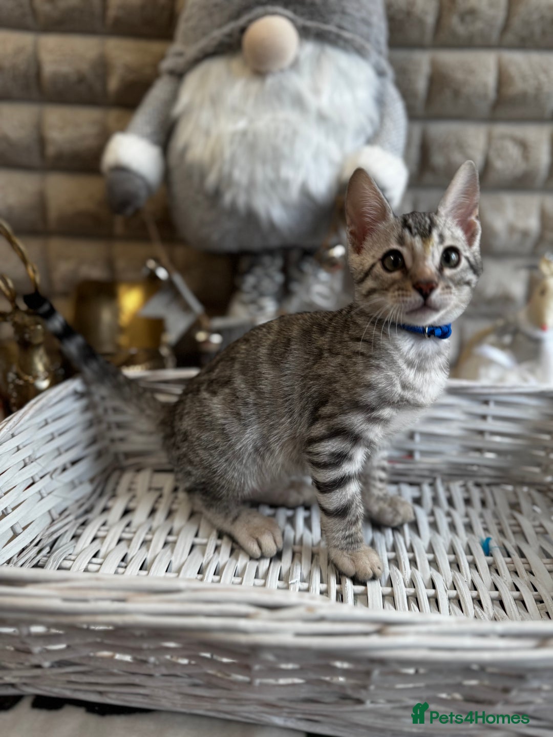 Bengal cats for sale: Enchanting Bengal Kittens - Advert 5