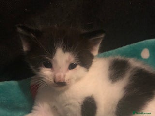 British Shorthair cats Female kittens - Advert 1