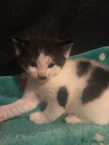 British Shorthair cats Female kittens - Advert 1