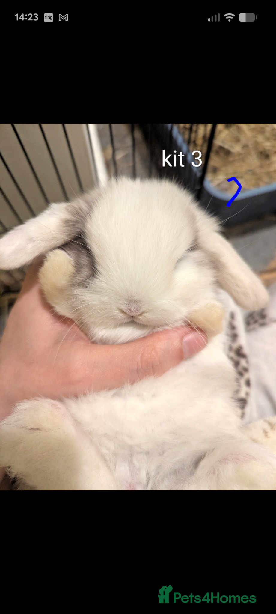 Mini Lop rabbits LAST ONE Pure bred minilops 1 LEFT - Advert 14