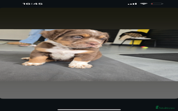 Olde English Bulldogge dogs for sale: READY NOW ✨ FLUFFY OLDE ENGLISH BULLDOGS  - Image 15