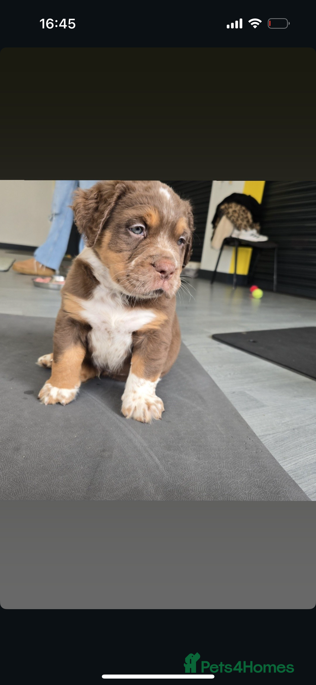 Olde English Bulldogge dogs for sale: READY NOW ✨ FLUFFY OLDE ENGLISH BULLDOGS  - Image 15