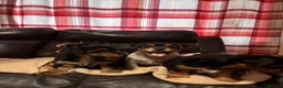 Jack Russell dogs for sale: 🐶 PURE JACK RUSSELL PUPPIES FOR SALE - Advert 10