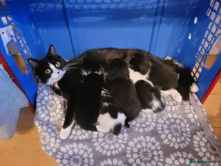 Mixed Breed cats Three Fluffy Black and White Kittens. - Advert 4