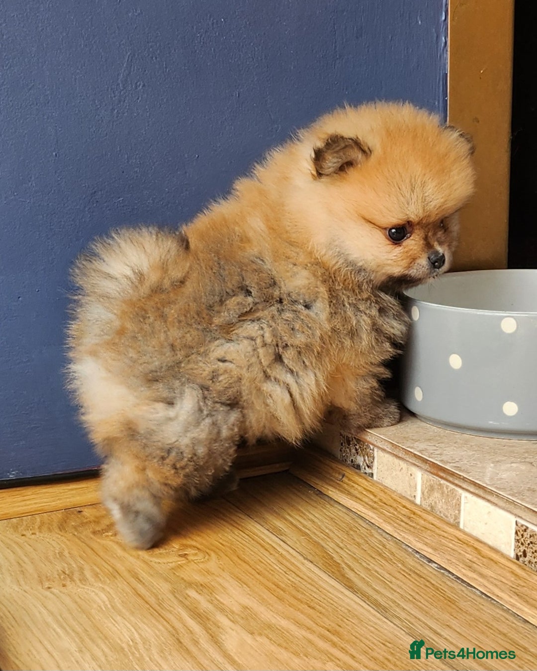 Pomeranian dogs for sale: Beautiful quality pomeranian girl puppies  - Image 10