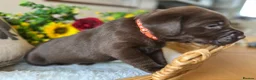 Labrador Retriever dogs for sale: STUNNING Chocolate Labrador Puppies  - Advert 12