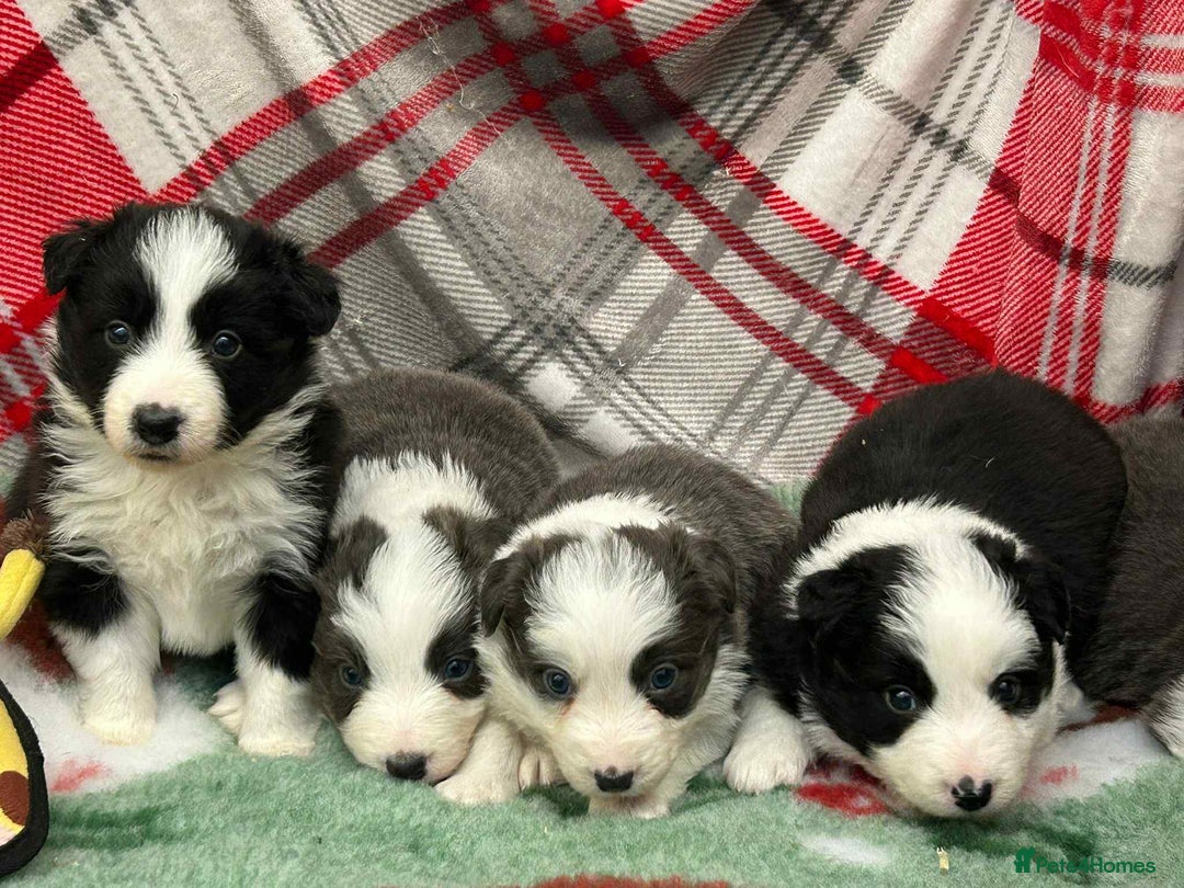 Border Collie dogs for sale: WINNING CRUFTS COMPETITORS. KC REG, HEALTH TESTED - Image 11