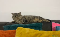 British Shorthair cats for sale: Large british shorthair boy very loving - Image 4