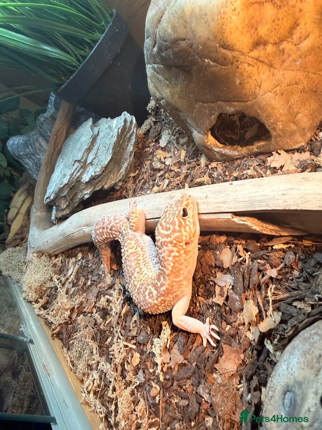 Leopard Gecko reptiles for sale: Leopard geckos  - Advert 2
