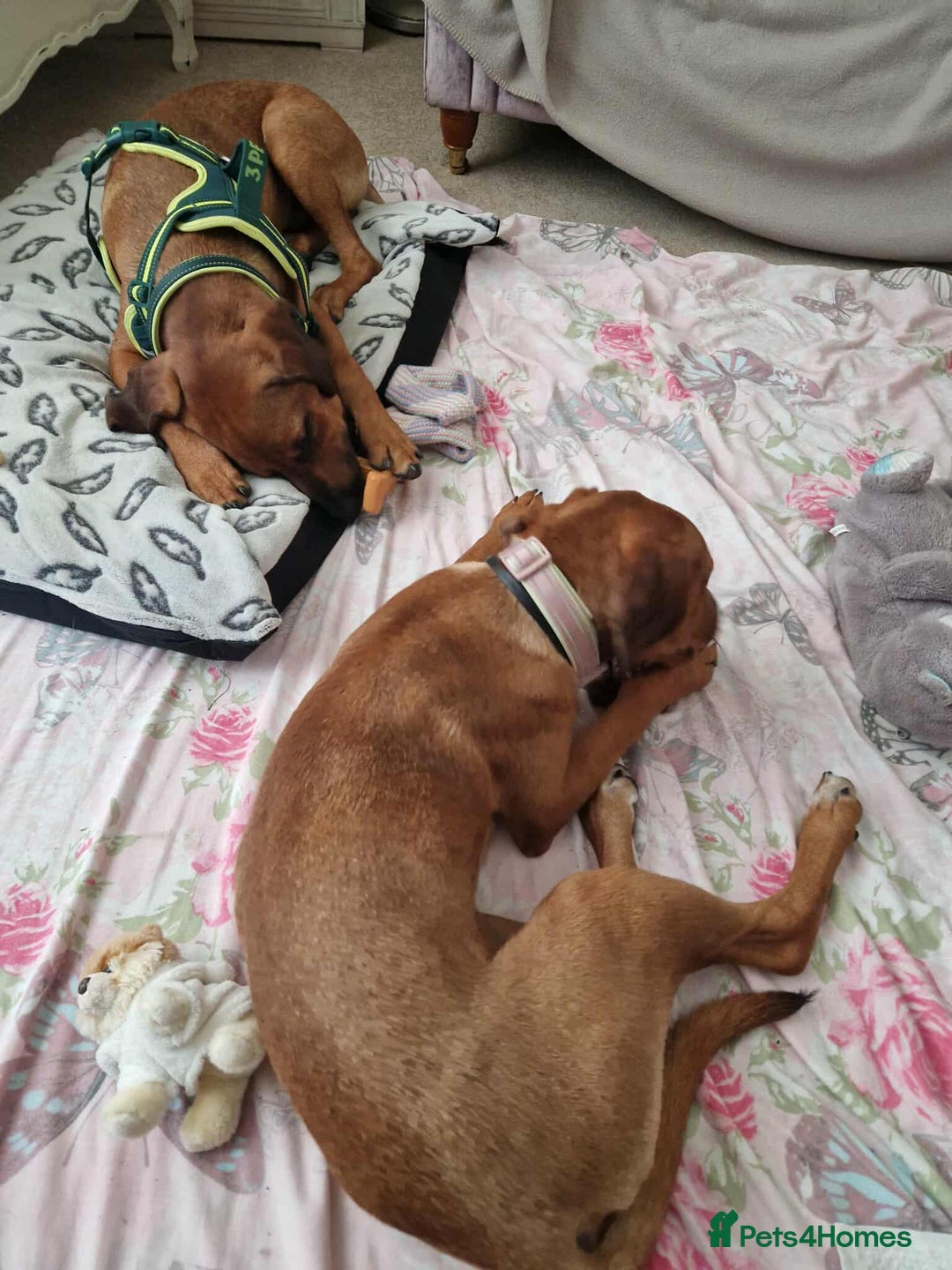 Mixed Breed dogs for adoption: MYRTLE - 6 months old, Girl Pup, Mixed Breed - Image 10