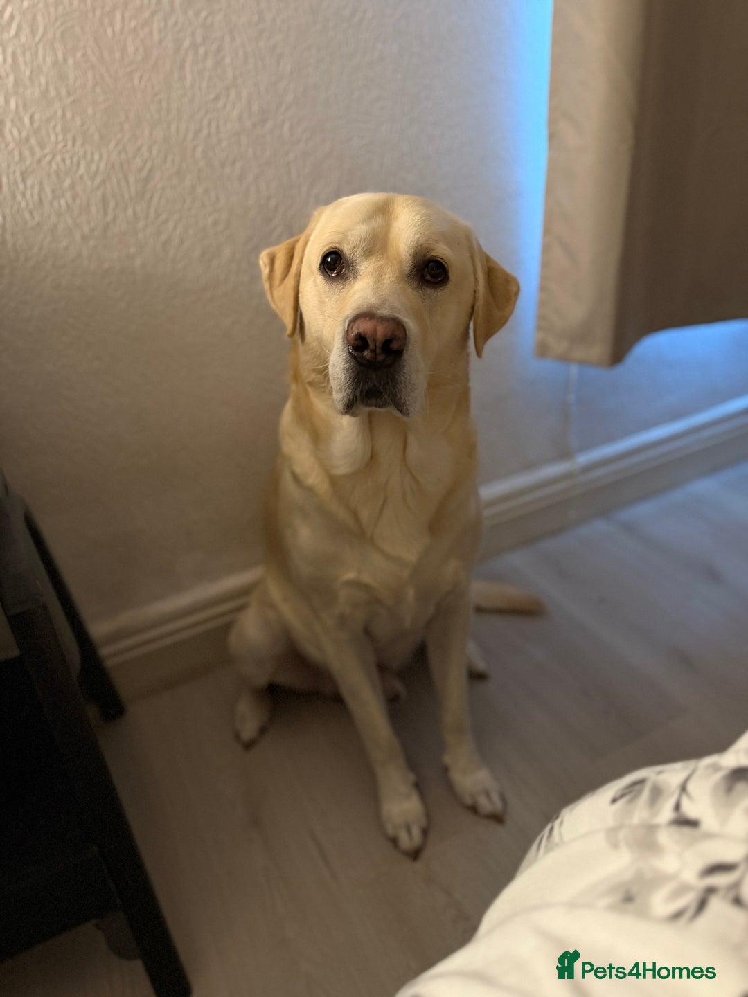 Labrador Retriever dogs for sale: Hugo - 5 - Advert 3