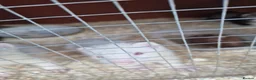 Ferret rodents for sale: 9 babies ferrets - Advert 5