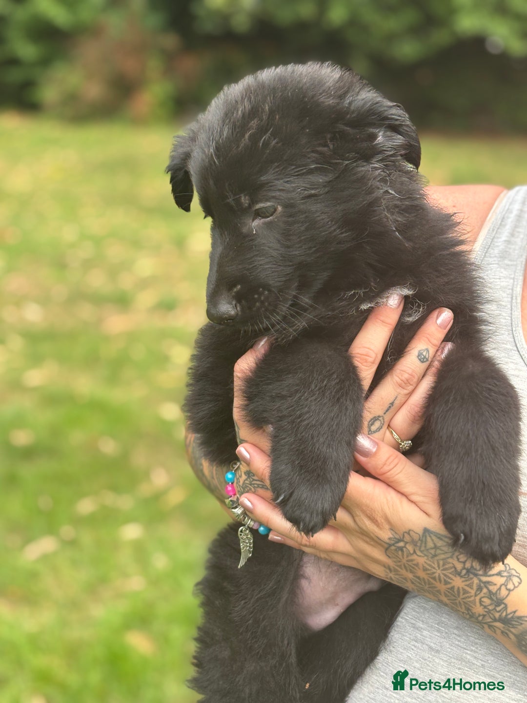 German Shepherd dogs for sale: German shepherd puppies ready to leave now - Image 27