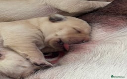 Labrador Retriever dogs for sale: 🐾 adorable Labrador Puppies- Taking Deposits Now - Image 12