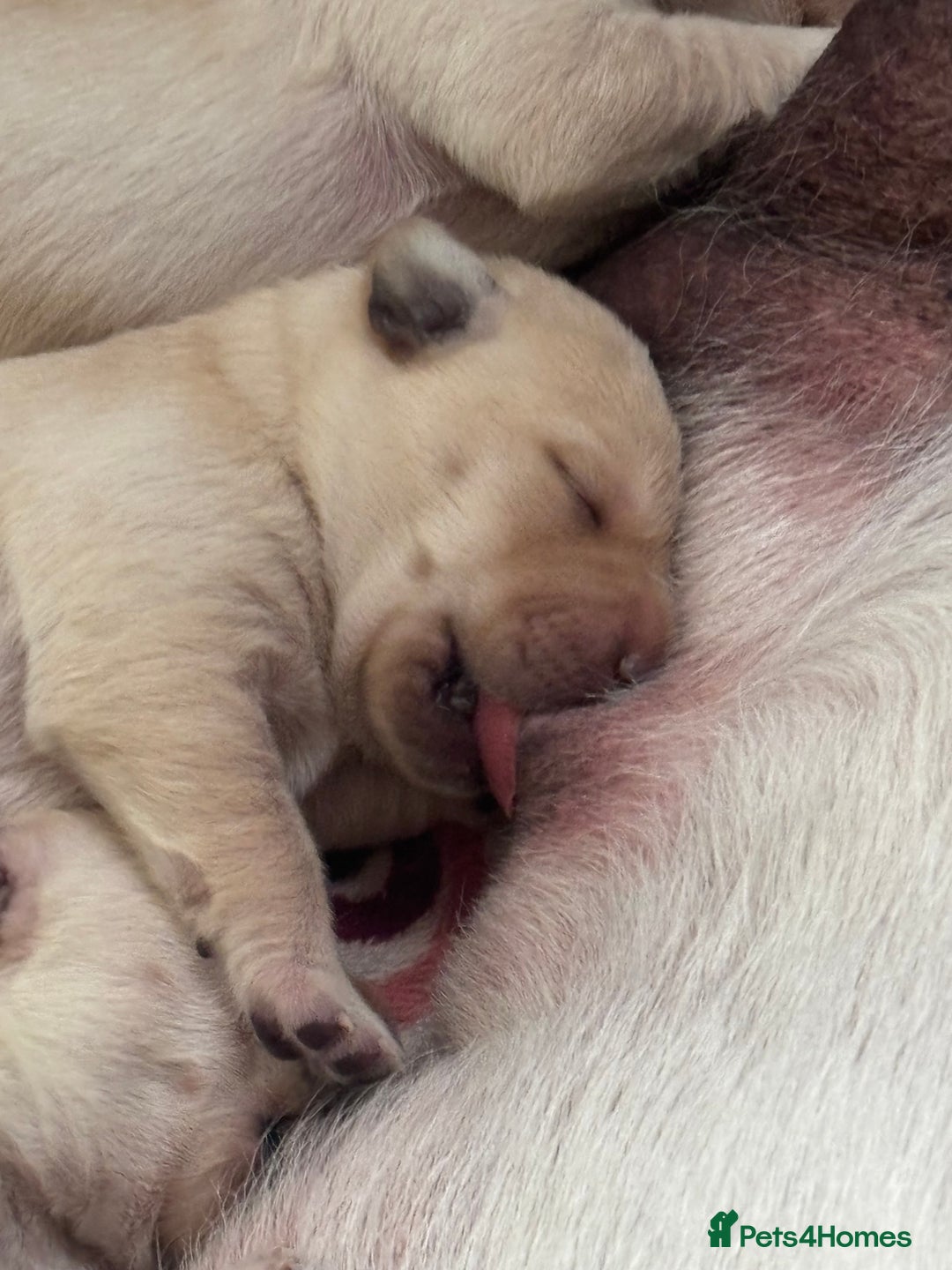 Labrador Retriever dogs for sale: 🐾 adorable Labrador Puppies- Taking Deposits Now - Image 12