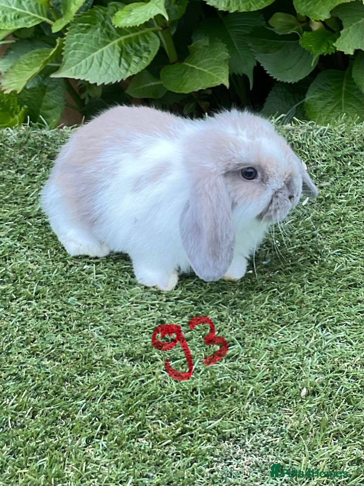 Mini Lop rabbits Pure bred mini lop baby Rabbits. - Advert 1