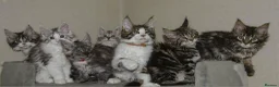 Maine Coon cats for sale: Tica registered ready now - Advert 8