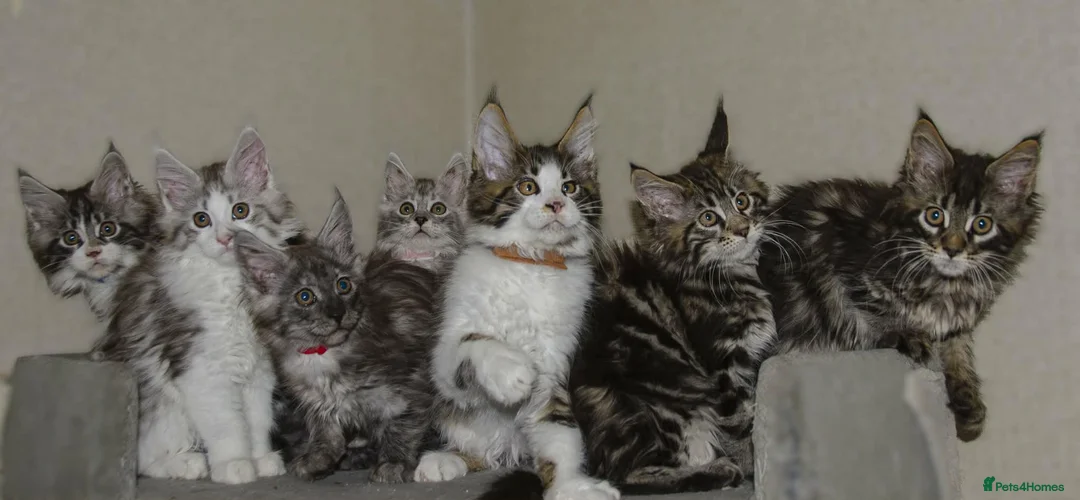 Maine Coon cats for sale: Tica registered ready now - Advert 8
