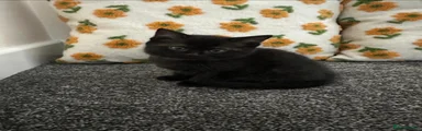 British Shorthair 4