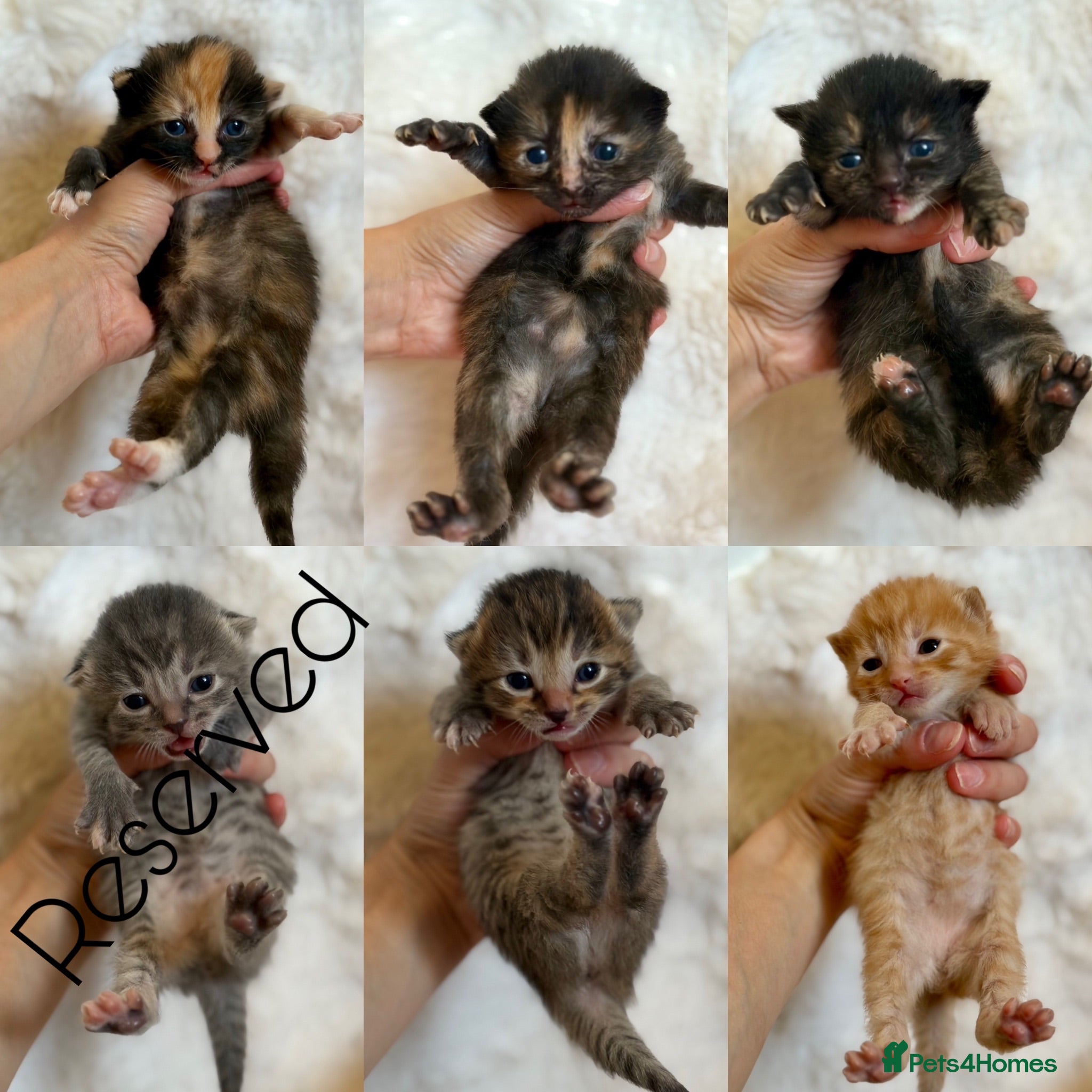 Mixed Breed cats Mixed breed kittens 🤎🩶🖤🧡 - Advert 2
