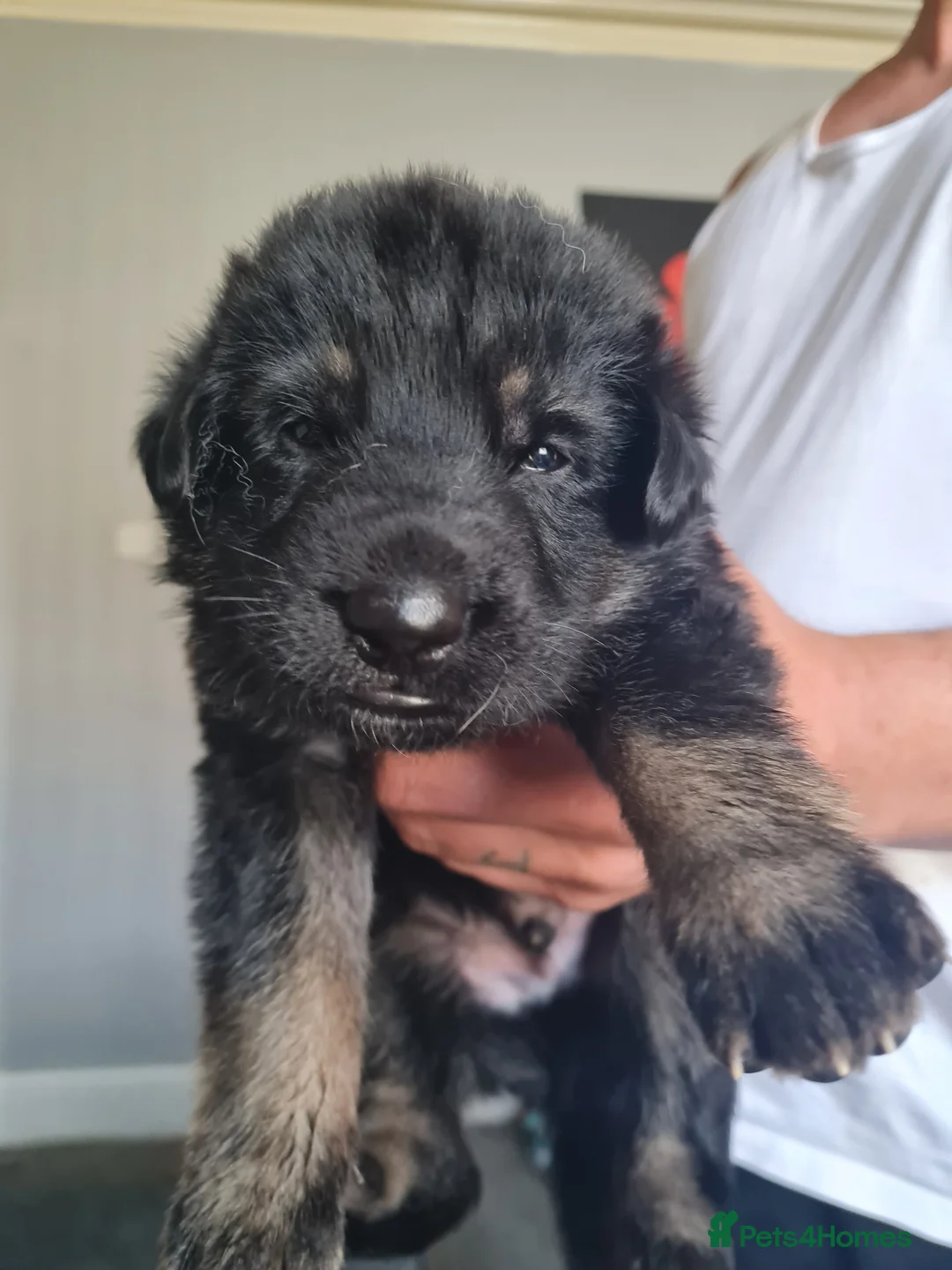 German Shepherd dogs for sale: Last 2 chunky pups available - Advert 5