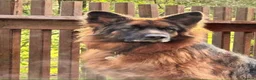German Shepherd dogs for sale: German Shepherd  - Advert 2