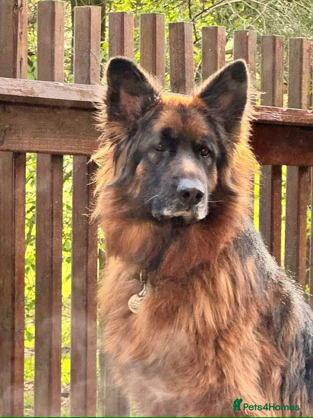 German Shepherd dogs for sale: German Shepherd  - Advert 2