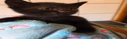 Russian Blue cats for sale: Russian blue x bengal black charcoal male female  - Advert 17