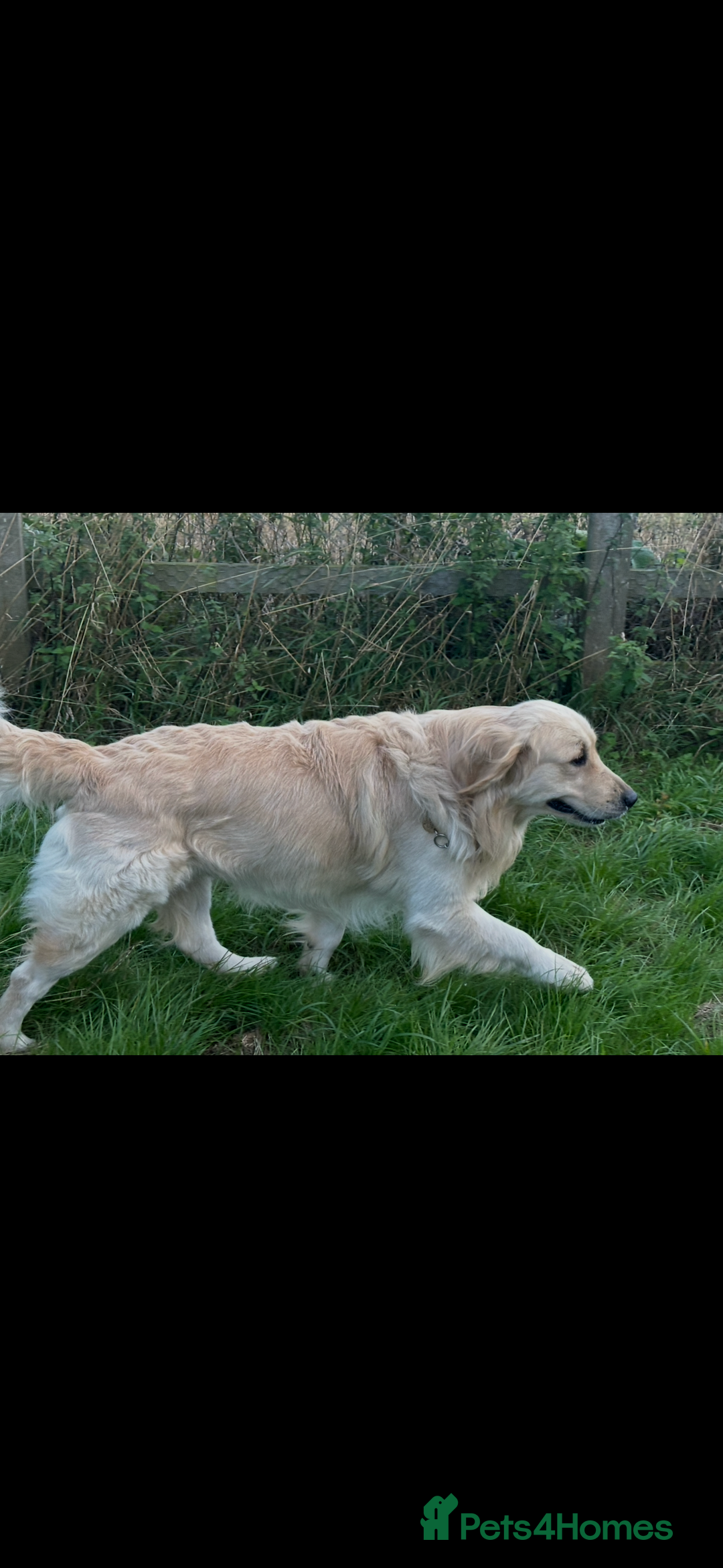 Golden Retriever dogs for stud: Golden Retriever for stud in Thirsk - Advert 3