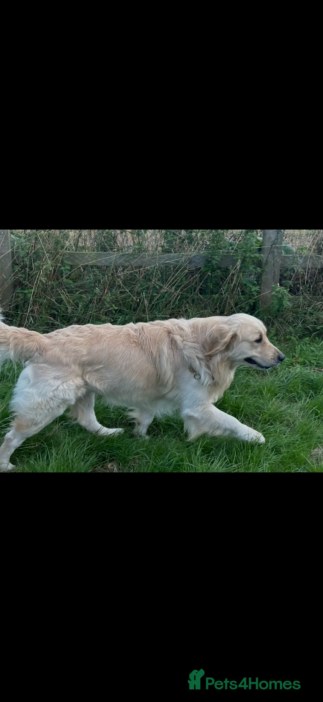 Golden Retriever dogs for stud: Golden Retriever for stud in Thirsk - Advert 3