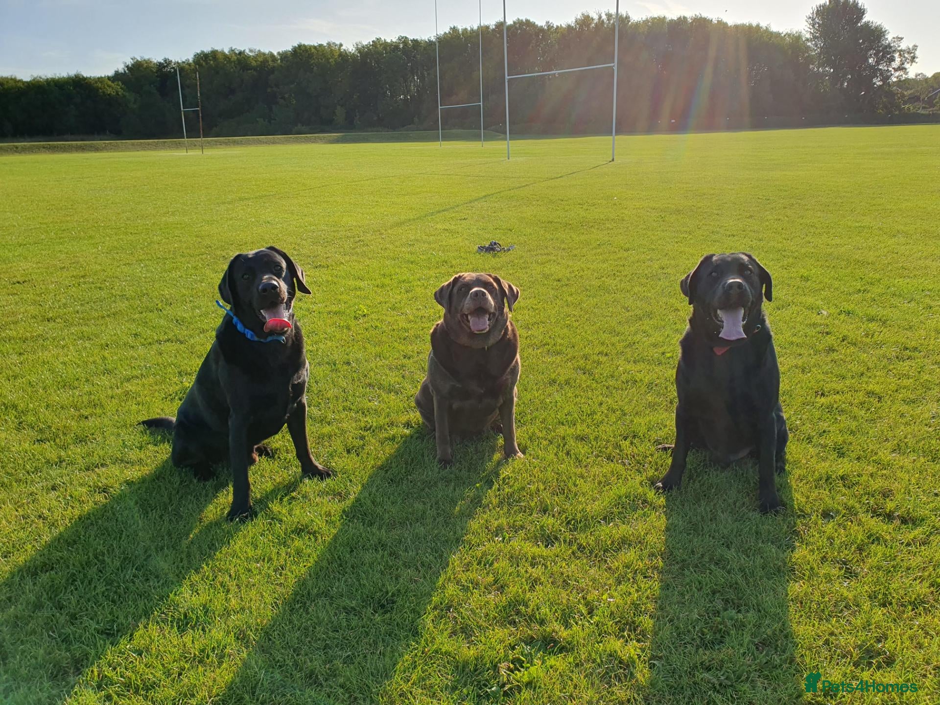 Labrador Retriever dogs 3 Labradors for sale - Advert 2