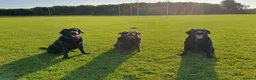 Labrador Retriever dogs for sale: 3 Labradors for sale in Wigan - Advert 1