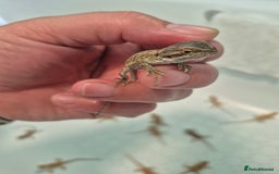 Bearded Dragon reptiles for sale: Bearded dragons  - Image 6