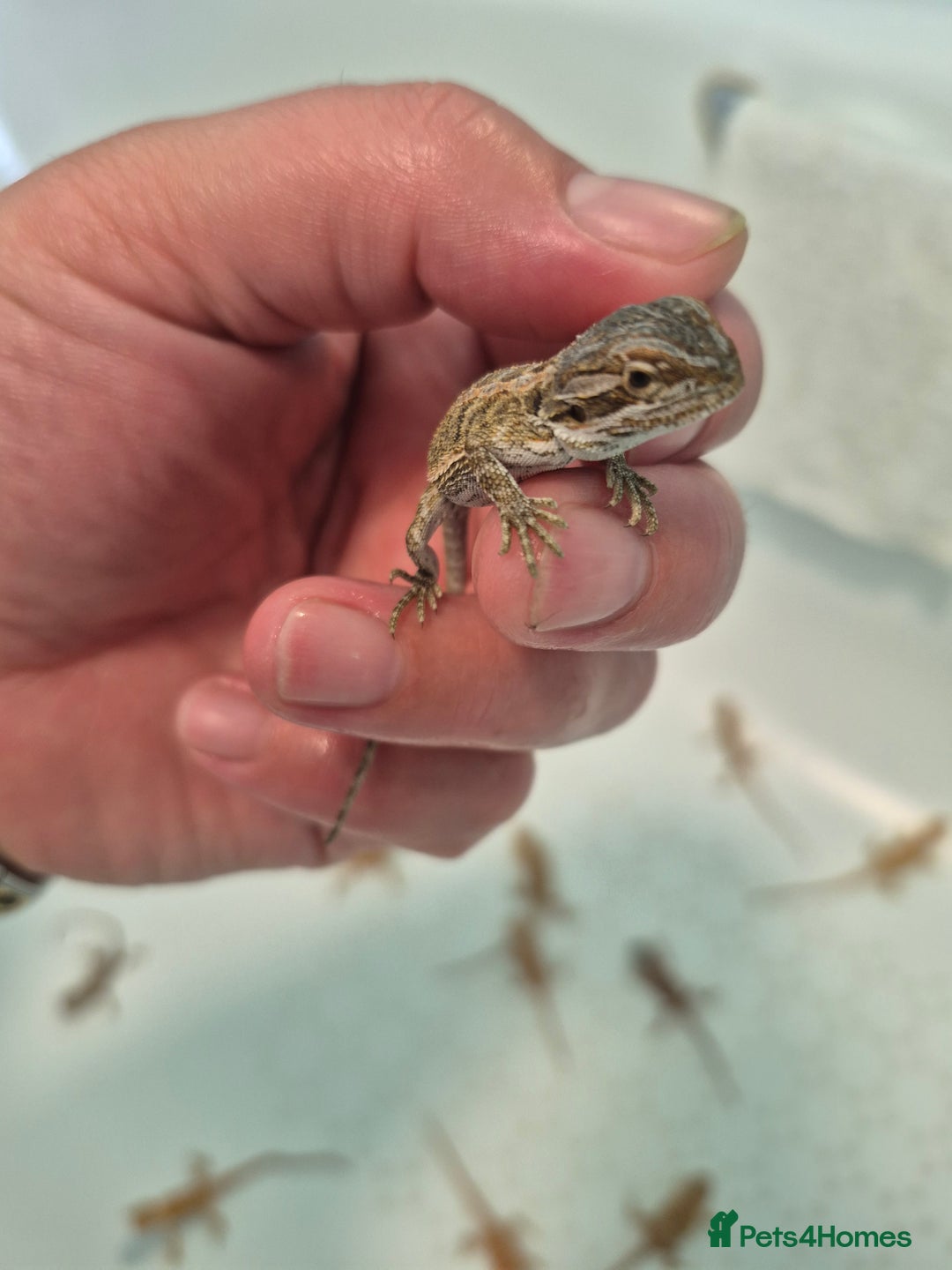 Bearded Dragon reptiles for sale: Bearded dragons  - Image 6
