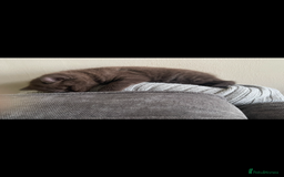 British Shorthair cats for sale: Beautiful BSH x Ragdoll x Bengal Kittens - Image 6