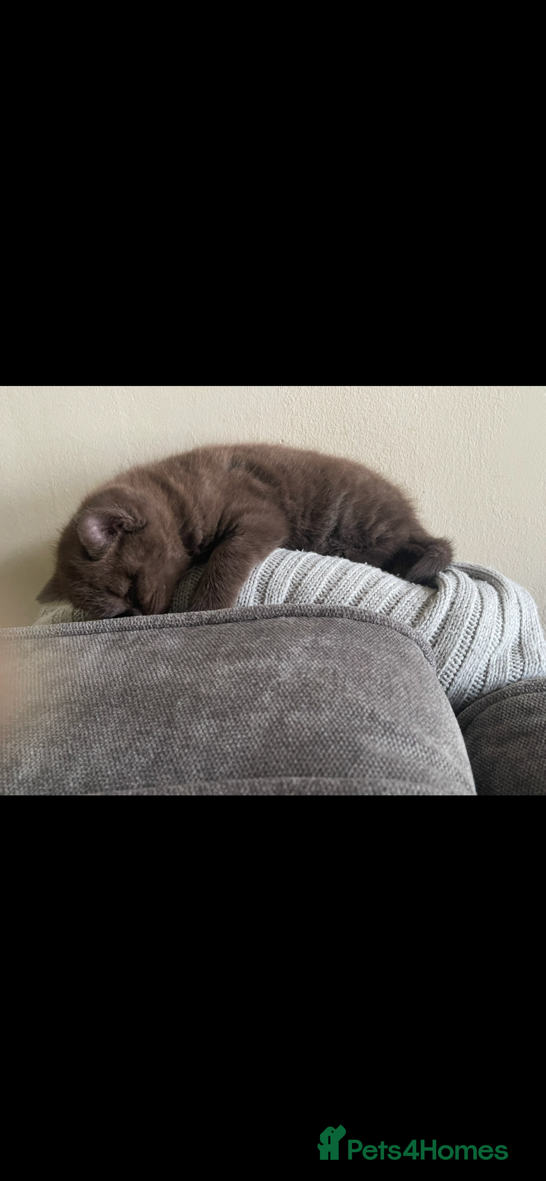 British Shorthair cats for sale: Beautiful BSH x Ragdoll x Bengal Kittens - Image 6