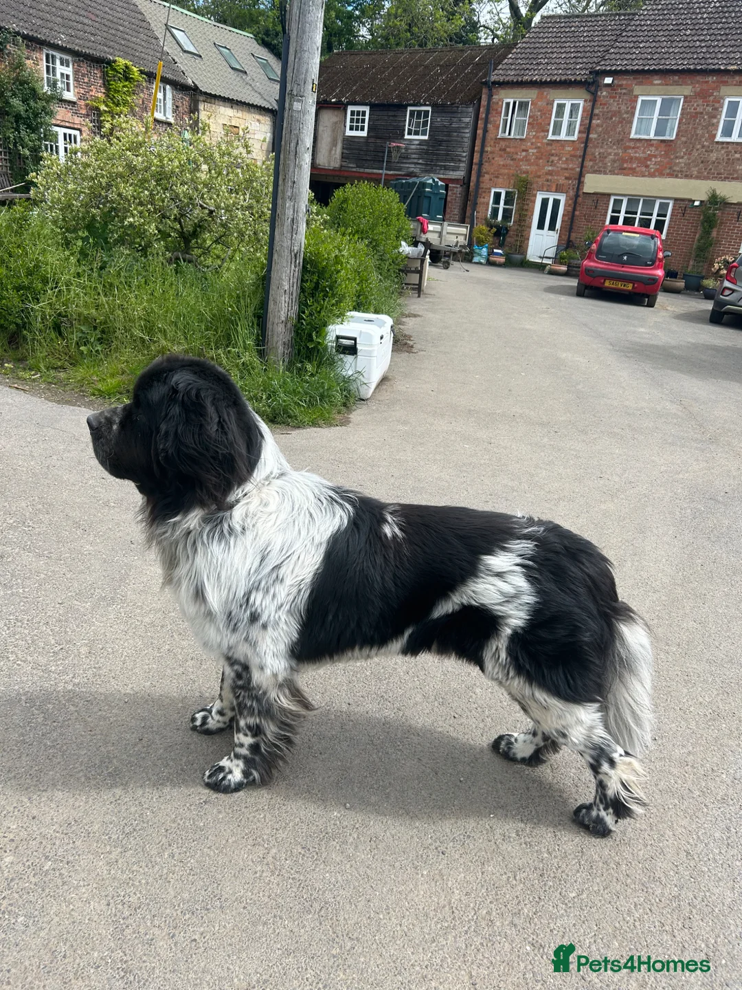 Newfoundland dogs for sale: New home for Hugo! - Advert 2